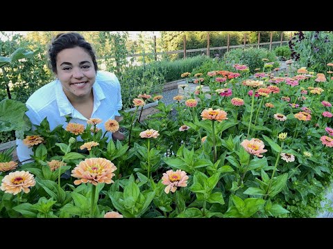 Full Late July Garden Tour | It's even BETTER than I could have Dreamed of!