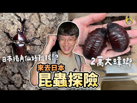 發現2萬大蟑螂！去公園找日本獨角仙！【東京篇】【皮特玩自然】