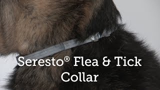 Seresto® Flea and Tick Collar Review