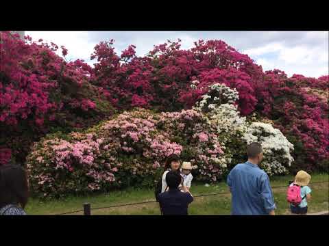 浅香山つつじまつり（2017年5月4日）☆大阪堺市