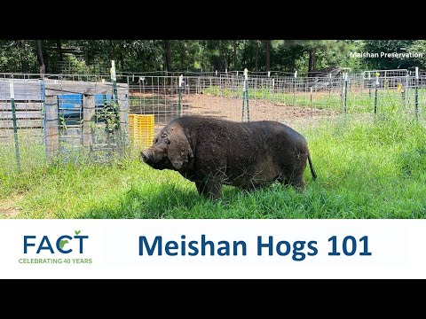 Meishan Hogs 101