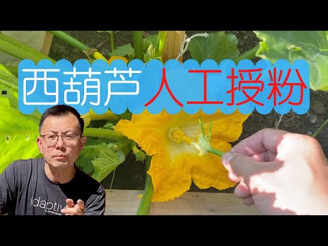 西葫芦人工授粉：轻轻点几下，西葫芦吃不完！后悔以前不知道！在保鲜层保存！