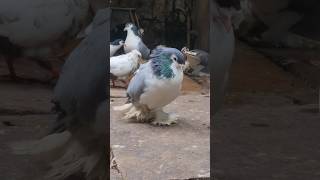 Bluebarless Male 😍 Lahori Shirazi Pigeons 🕊 #kabutarstatus #shorts