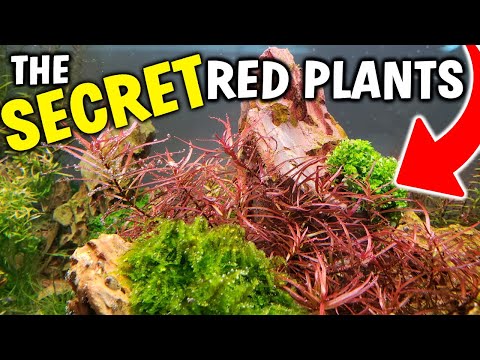 The SECRETS To Growing RED AQUARIUM PLANTS!