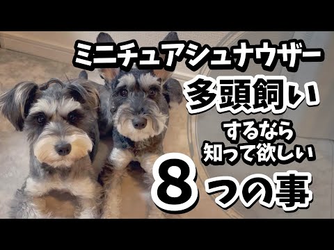 【ミニチュアシュナウザー】多頭飼いするなら知って欲しい8つのこと