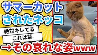 【2ch動物スレ】サマーカットされた猫の哀れな姿が話題にwwwwwwww【ゆっくり解説】