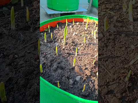 growing garlic at home