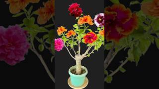 Multi Grafting Hibiscus #hibiscus #Shorts #youtubeshorts #Mita'sgardeningtrick #viralvideo