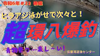 20240831　第22回釣行　仮屋湾遊漁センター　後編　ヒラアジの泳がせで、ネリゴが爆釣しました！