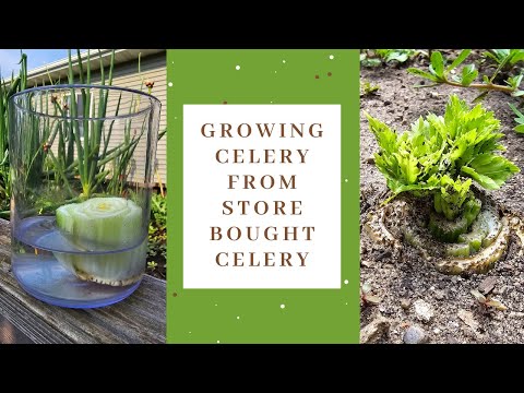 You can grow celery from store bought celery!