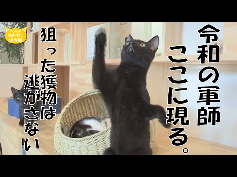 【あわねこ保育園】機敏な動きをご覧あれ！　官兵衛（かんちゃん）【里親募集】