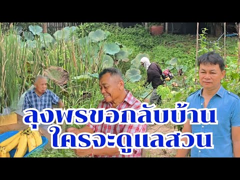 ลุงพรขอกลับบ้าน ใครดูแลสวนกำภู #บ้านสวนกำภูEp1146