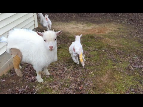 Baby Goat Running in a Cast #shorts