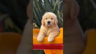 Golden retriever pupie ❤️🐕        #shorts #youtubeshorts #viralshorts #ytfeed