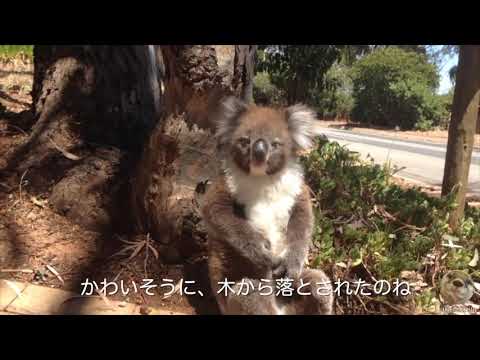 木から落とされて大泣きするコアラ