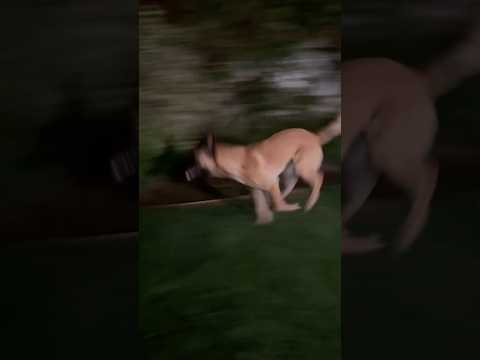 Malinois Puppy has the Zoomies