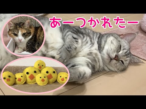 子猫のお守りに疲れた姉猫とヒヨコ家族！おしゃべりペット