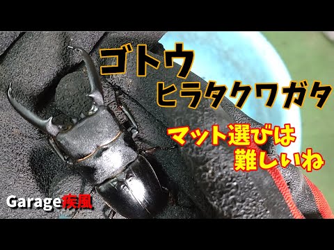 ゴトウヒラタクワガタ羽化　マット選びは難しい　#クワガタ #カブトムシ