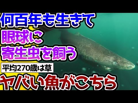 【2ch動物スレ】何百年も長生きしてるのに眼に寄生虫を飼うバケモノみたいな魚がこちらｗ #生き物 #2ch