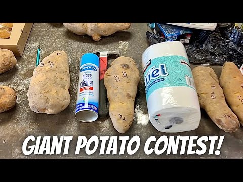 Giant potato competition! Potato Harvest Day 14