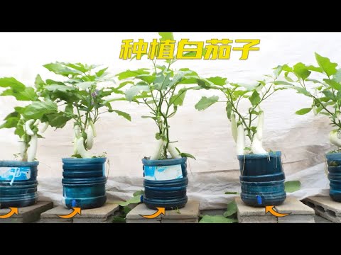 塑料桶简单改造种植茄子，产量高，周期短，值得一试