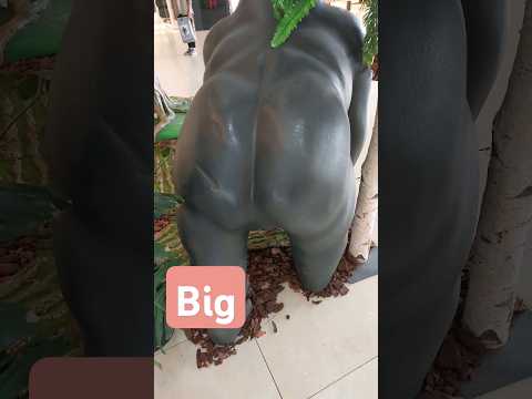 big gorilla #short #big #gorilla #bigmonkey 😍😍😍🤩🤩🤩♥️♥️♥️♥️♥️♥️♥️♥️♥️♥️♥️♥️♥️♥️♥️♥️