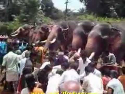 Elephant feeding.flv