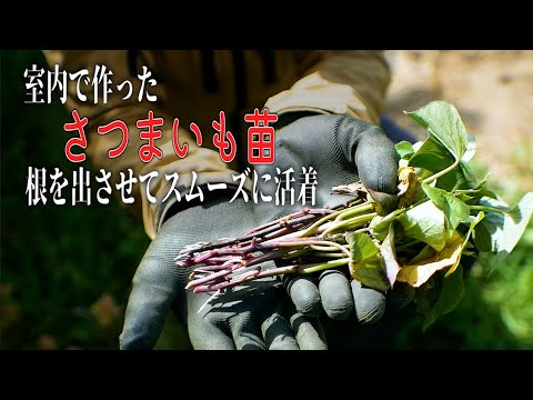 【植える前絶対これやる】室内で作ったさつまいも苗に根っこを生やしてスムーズに活着させる！