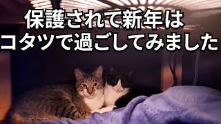 保護された猫が新年をコタツで迎えると天国と勘違いしてました