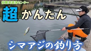 【海上釣堀】秒殺シマアジ’お一人様１枚まで’（仮屋湾遊漁センター）