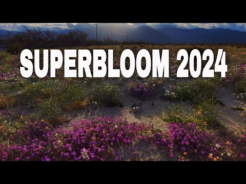 ANZA BORREGO DESERT SUPERBLOOM 2024!