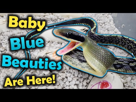 Sassy Baby Blue Beauty Snakes Hatching!