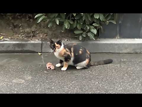 A helpless mother cat left her newborns on the cold ground to die, but a kind passerby took them in.