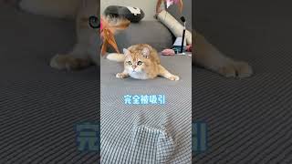 這樣逗貓太省事了，我能逗一天都都不覺得累 #貓咪 #shorts #cat #搞笑