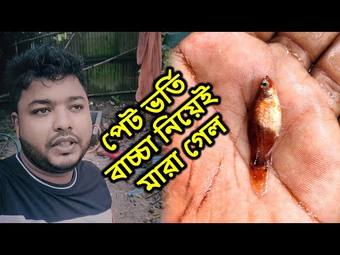 পেট ভর্তি বাচ্চা নিয়েই মারা গেল মাছ টি | The fish died with its belly full of babies