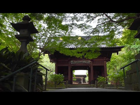 【4K Japan】Kamakura Walking Best Scenes 2023-2024 Part 1.