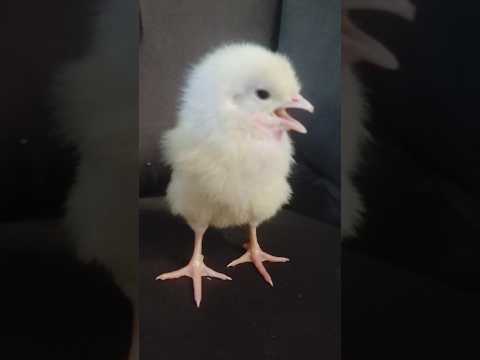 Rainbow chick color white colored #chicks #cute #hen #birds