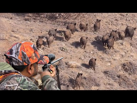 GREAT SHOTS TO WILD BOAR HERD, EXTREME HUNTING ADVENTURE, EXCITING DRONE SCENES