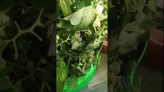 #tamato#plants#care#tips#grow#tips#youtube#shortviralvideo