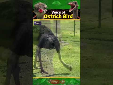 Fascinating Voice of Ostrich Birds | Running Wild | Craetive Nature #ostrich #birds #shorts