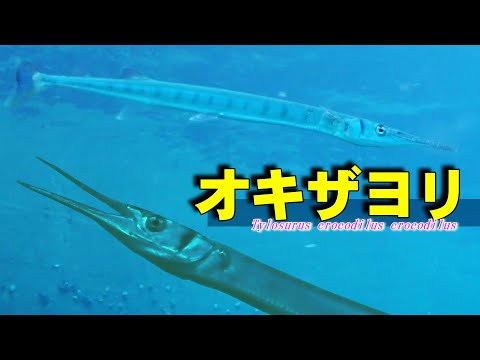 【 オキザヨリ 】恐竜とクロコダイル Tylosurus crocodilus crocodilus