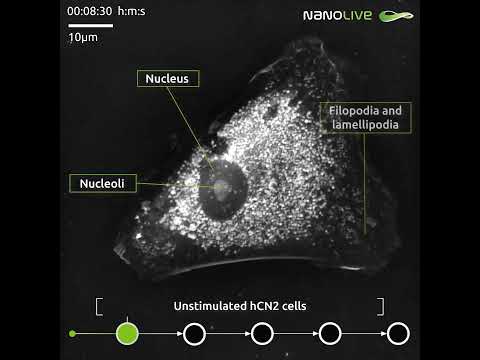 Label-free imaging of an unstimulated primary cortical neuron cell