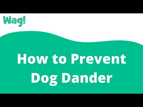 How to Prevent Dog Dander | Wag!