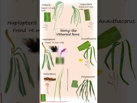 Vittarioid ferns of the family Pteridaceae