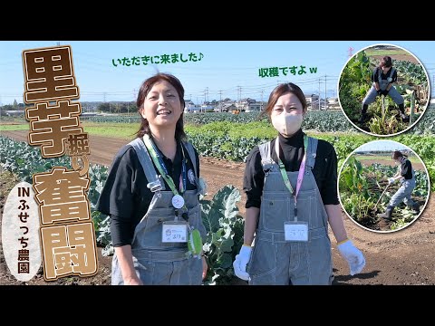 今年も里芋掘りしてきました！深谷の大地で冬のお野菜大収穫！