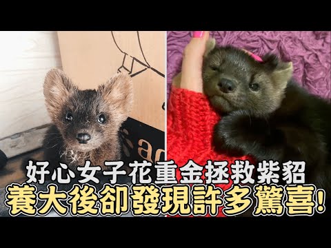 紫貂受困動物農場,好心女子花重金拯救,養大後卻發現許多驚喜!｜#報恩｜#動物｜#救援｜#感動｜#暖心｜#貂