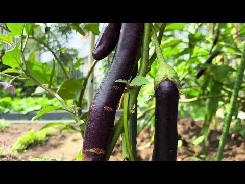 Eggplant is built into a tree and shared with friends after eating it.# Record life in another way.