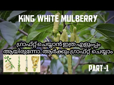 king white mulberry ഗ്രാഫ്റ്റ് ചെയ്തു😍 ആർക്കും സിംപിൾ ആയി ഗ്രാഫ്റ്റ്  ചെയ്യാം