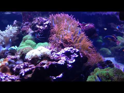 Coral Frag Tank, LA Fishguys, Episode 159, part 2 The Plumbing