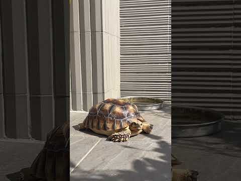 Chill😌#video #viral #animals #cute #pets #videos #turtle #sulcata #カメラ